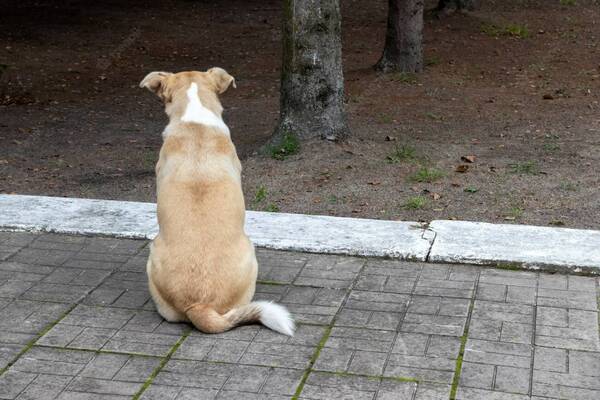 "Gatillo fácil": acusan a Policía de matar a balazos a perro ¡por un pedazo de asado!