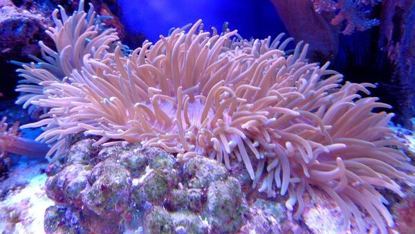 Los arrecifes de coral, en riesgo de perder sus tiburones y rayas