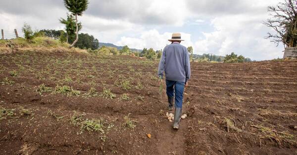 Enfermedad renal en jóvenes agricultores habría sido provocada por agroquímicos, según estudio