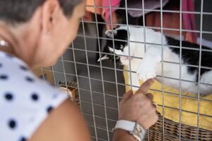Organizan primera edición del 2023 de la feria “Adopta un amigo” - Mascotas - ABC Color