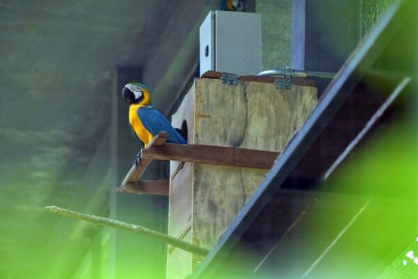 Nacen en cautiverio dos ejemplares de papagayos en Hernandarias