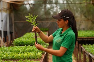 Diario HOY | MOPC y A Todo Pulmón trabajan para fortalecer a 7 viveros de Caazapá e Itapúa