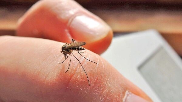La enfermedad del chikungunya puede durar meses, según Salud