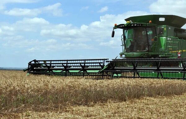 Trigo ingresó al país US$ 18,9 millones más - Nacionales - ABC Color