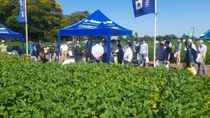 En jornada de campo de soja presentaron 38 variedades - Nacionales - ABC Color