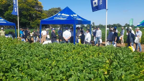 En jornada de campo de soja presentaron 38 variedades - Nacionales - ABC Color