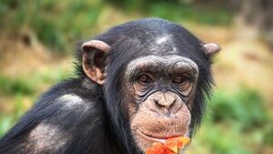 Los chimpancés adolescentes son menos impulsivos que los humanos