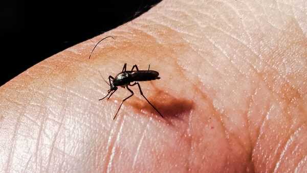 Chikungunya: su desarrollo tiene tres etapas y sus síntomas pueden extenderse por varios meses - .::Agencia IP::.