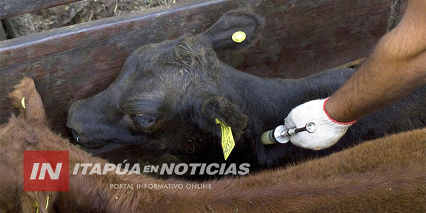 LA SEMANA QUE VIENE COMENZARÁ UNA NUEVA ETAPA DE VACUNACIÓN CONTRA LA FIEBRE AFTOSA - Itapúa Noticias