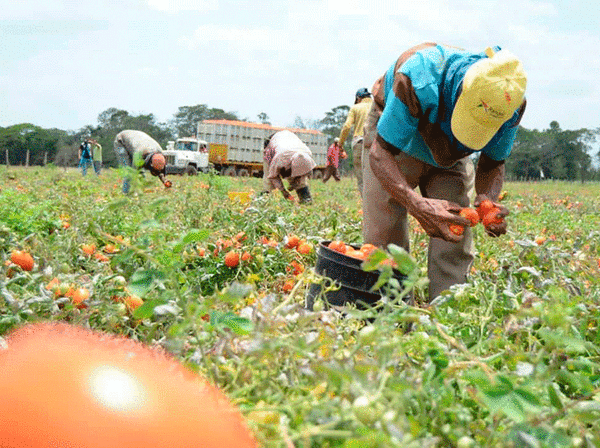 Tomate nacional no está abasteciendo y piden liberar permisos de importación – Prensa 5