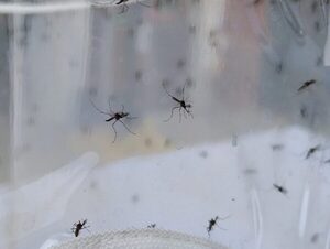 Apelan a la conciencia ciudadana para eliminar criaderos del Aedes · Radio Monumental 1080 AM