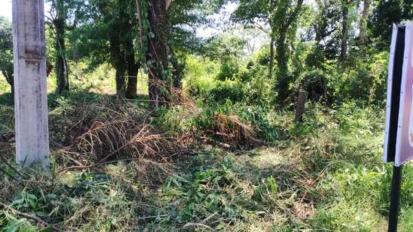 Ataque de abejas deja un hospitalizado y a familias encerradas en Chaipé