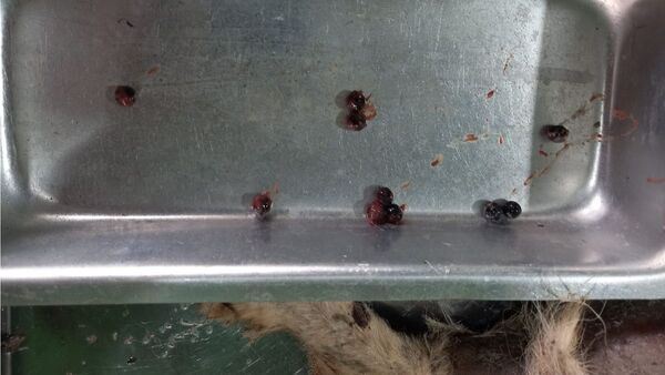 Piden ayuda para costear necropsia de perrito asesinado