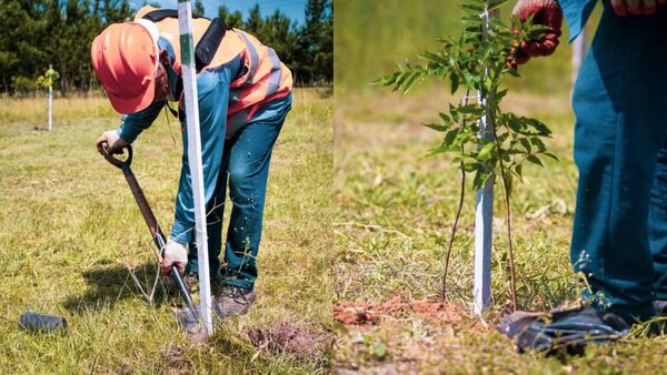 Compensación ambiental acompaña avances de obras de la Ruta PY 02 - Noticiero Paraguay