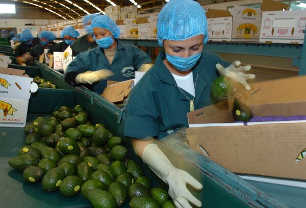 México enviará hasta 130.000 toneladas de aguacate a EE.UU. por el Super Bowl - MarketData