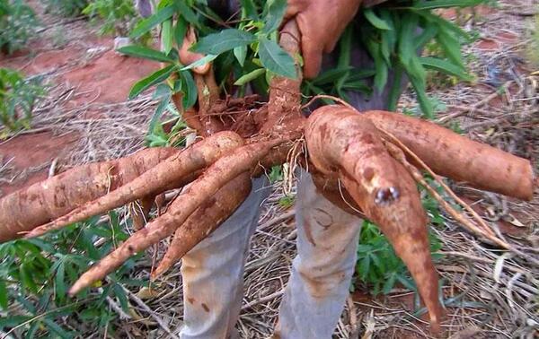 Precio de la mandioca puede incrementarse más por poca producción – Prensa 5