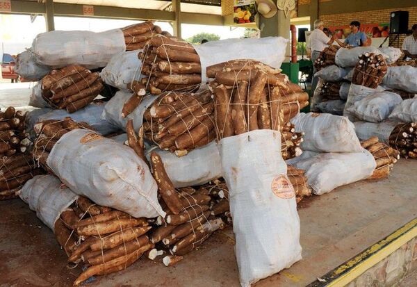 Existe “poca producción” de la mandioca, afirma productor