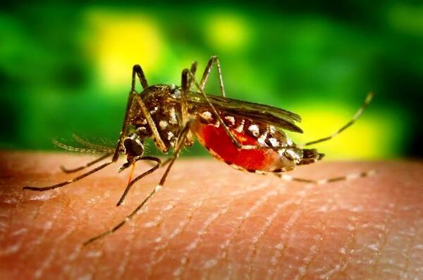 El 50% de los casos analizados en Laboratorio Central corresponde a chikungunya - .::Agencia IP::.