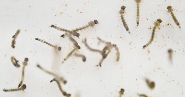 La Nación / Laboratorio Central: el 50% de las muestras da positivo para chikungunya
