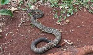 Serpiente mordió a una niña: es el décimo caso en menos de 2 meses en Curuguaty