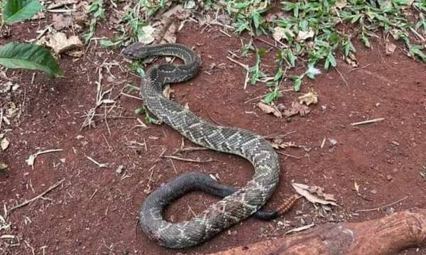 Serpiente mordió a una niña: es el décimo caso en menos de 2 meses en Curuguaty