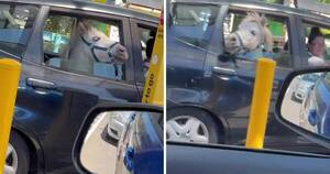 La Nación / Caballo que paseaba en auto generó revuelo en internet