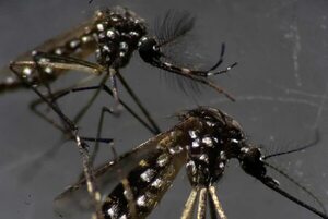 La mitad de las muestras procesadas en Laboratorio Central dan positivo a chikunguña - Nacionales - ABC Color