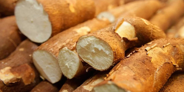 PRECIO DE LA MANDIOCA PUEDE INCREMENTARSE MÁS POR POCA PRODUCCIÓN A NIVEL PAÍS - Itapúa Noticias