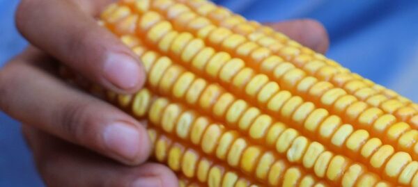 Nativo encontró mejor calidad de vida en el trabajo agrícola - La Clave
