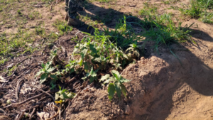 Hallan cuerpo de una persona que se encontraba desaparecida en el río Paraguay