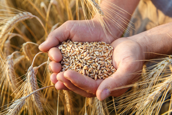 Precios internacionales acompañaron a la zafra de trigo en el 2022