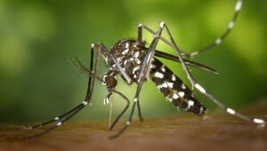 Manchas e hinchazón en las manos, síntomas de chikungunya | 1000 Noticias