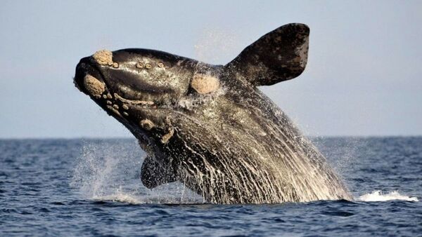 Hallan cráneo fósil de ballena de 12 millones de años