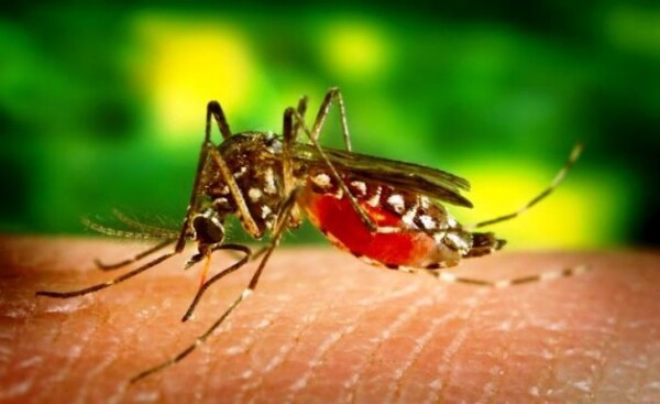 El 50% de los casos analizados corresponde a chikungunya