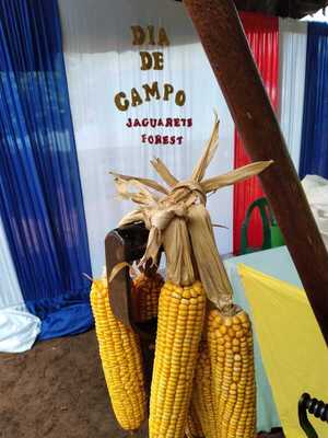 En jornada técnica, productores de Yaguareté Forest muestran el desarrollo del agro | Agronegocios | 5Días