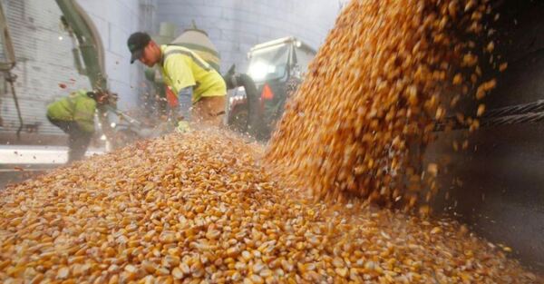 Maíz, trigo y arroz registraron excelentes resultados