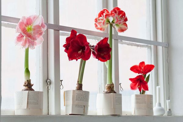 ¿Te gustan las flores? Estas son ideales para el interior del hogar