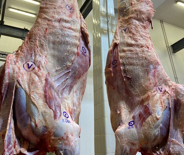 Mercado global de carnes, primeras cosechas de arroz y momento ganadero argentino
