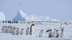 Descubren nueva colonia de pingüinos emperador en la Antártida gracias a imágenes satelitales