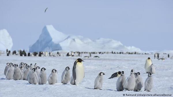 Descubren nueva colonia de pingüinos emperador en la Antártida gracias a imágenes satelitales