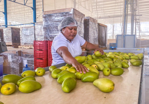 México alcanza el quinto puesto a nivel mundial en producción de mango - MarketData