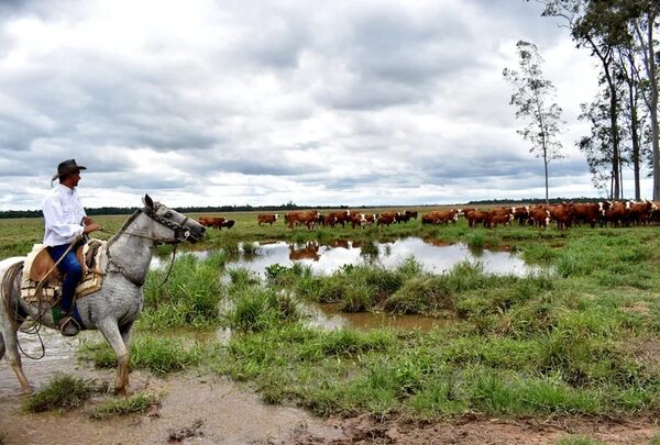 Crisis ganadera: Hato cayó 1.000.000 de cabezas y está en 13,2 millones, igual que hace diez años - Nacionales - ABC Color