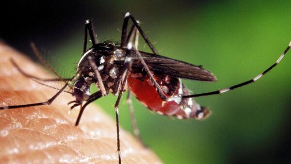Más internados por chikungunya y temen que para febrero sea peor