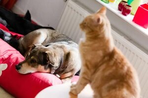 Consejos para mantener la higiene de perros y gatos en el hogar - Mascotas - ABC Color