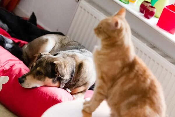 Consejos para mantener la higiene de perros y gatos en el hogar - Mascotas - ABC Color