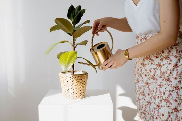 La ciencia afirma que regar las plantas es terapéutico
