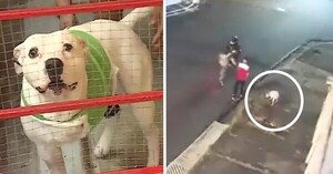 Costa Rica: perrito salvó a su dueño de un asalto y recibió un disparo en su patita - Unicanal
