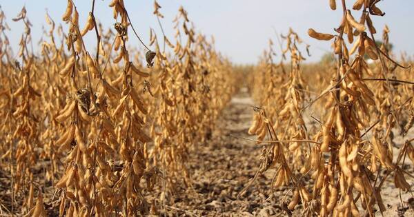 La Nación / Si la sequía persiste, los precios seguirán al alza, causando inflación
