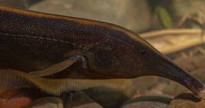 La Nación / Hallan 35 posibles nuevas especies de peces en Bolivia