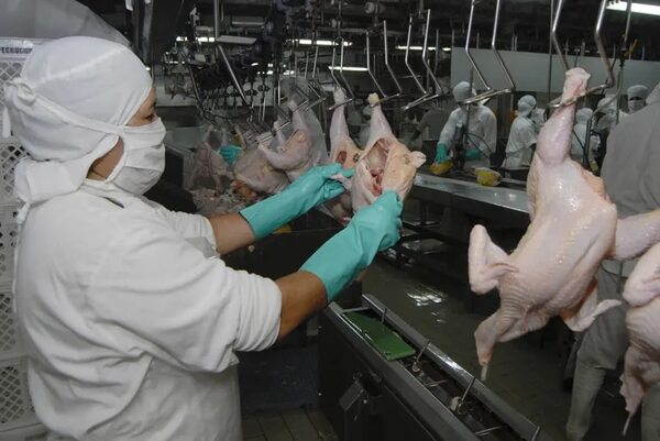 Exportación de carne de pollo creció, pero impulsada por el contrabando - Economía - ABC Color